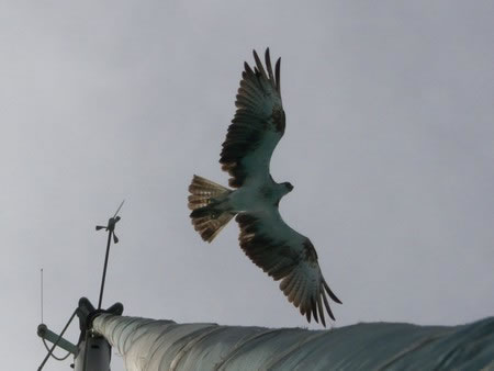 aigle s'envolant