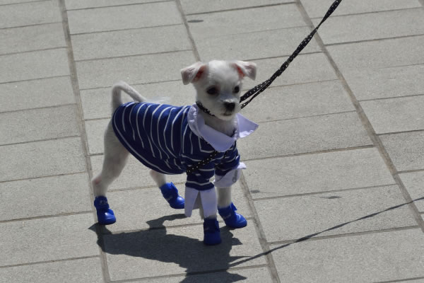 chien garcon