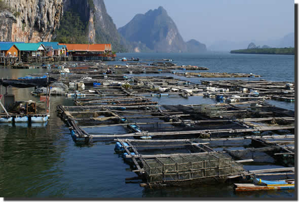 farm fish