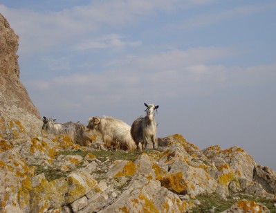chevre devant le chateau de myrina