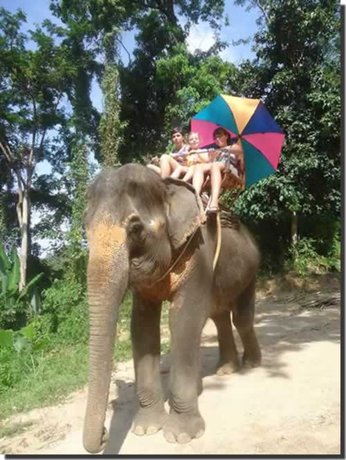 merminod sur elephant