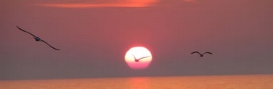 mouette au coucher de soleil