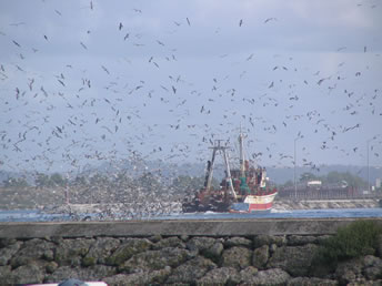 mouettes