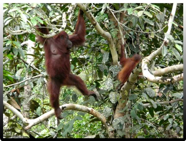 Orang Utan