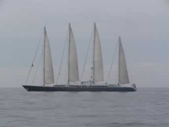 Phocea