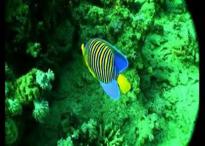 poisson de la mer rouge 