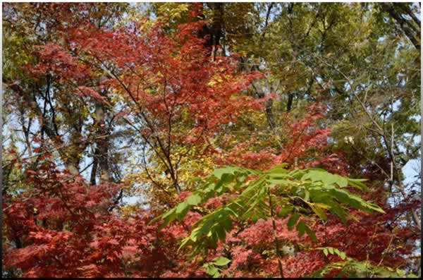 automne