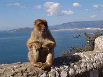 singe