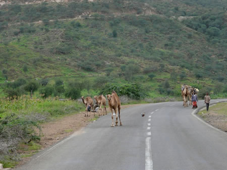 chameau sur la route