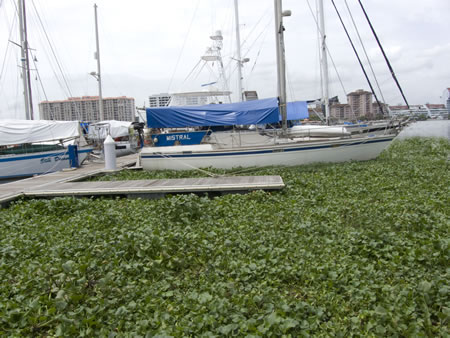 Mistral dans le jardin