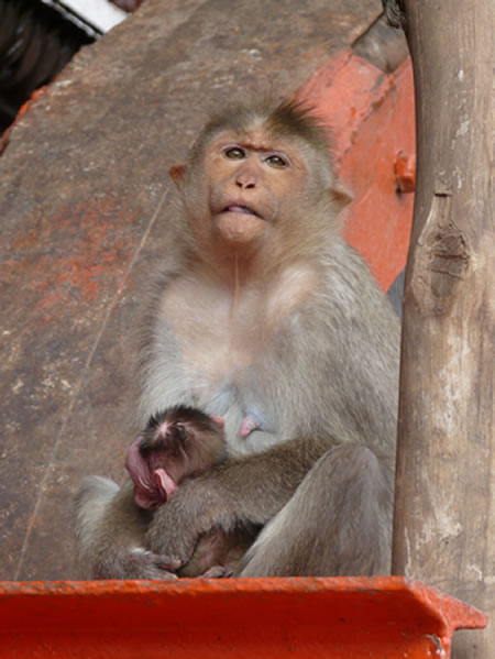 singe 