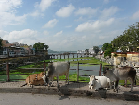 vache sur le pont